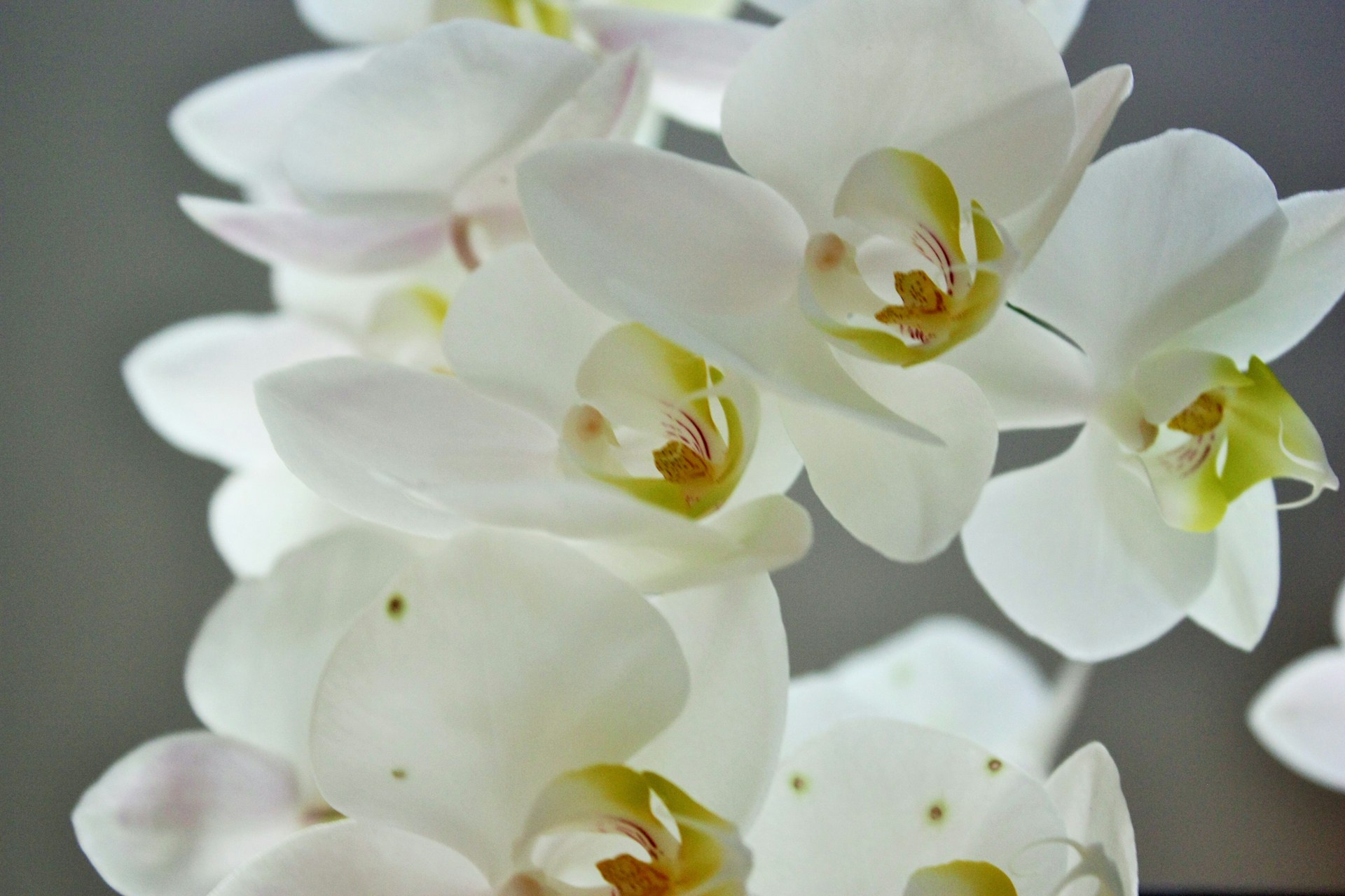 A cluster of white orchids with gentle curves and subtle pink accents on the petals.