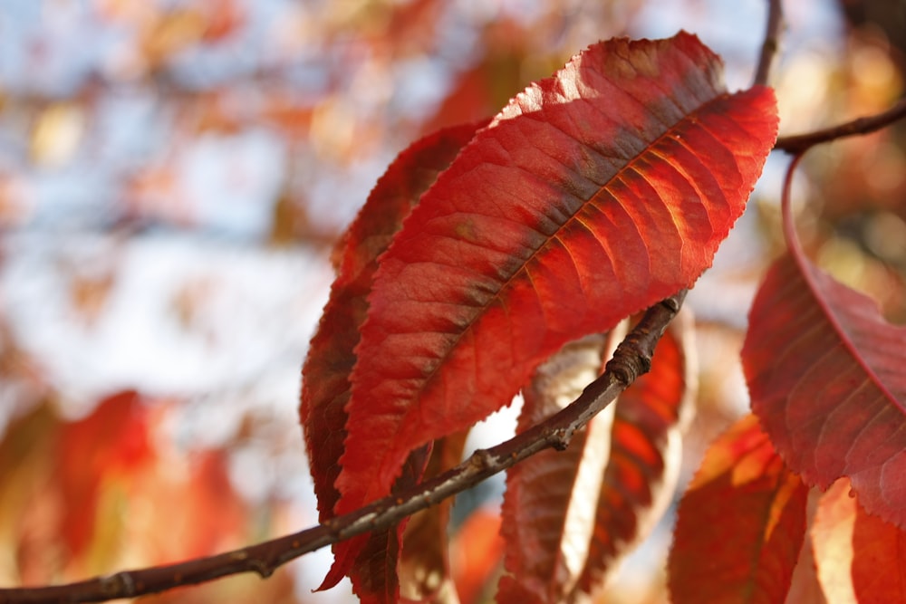 red withering leaves macro photography