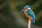 selective focus photography of blue kingfisher
