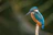 selective focus photography of blue kingfisher