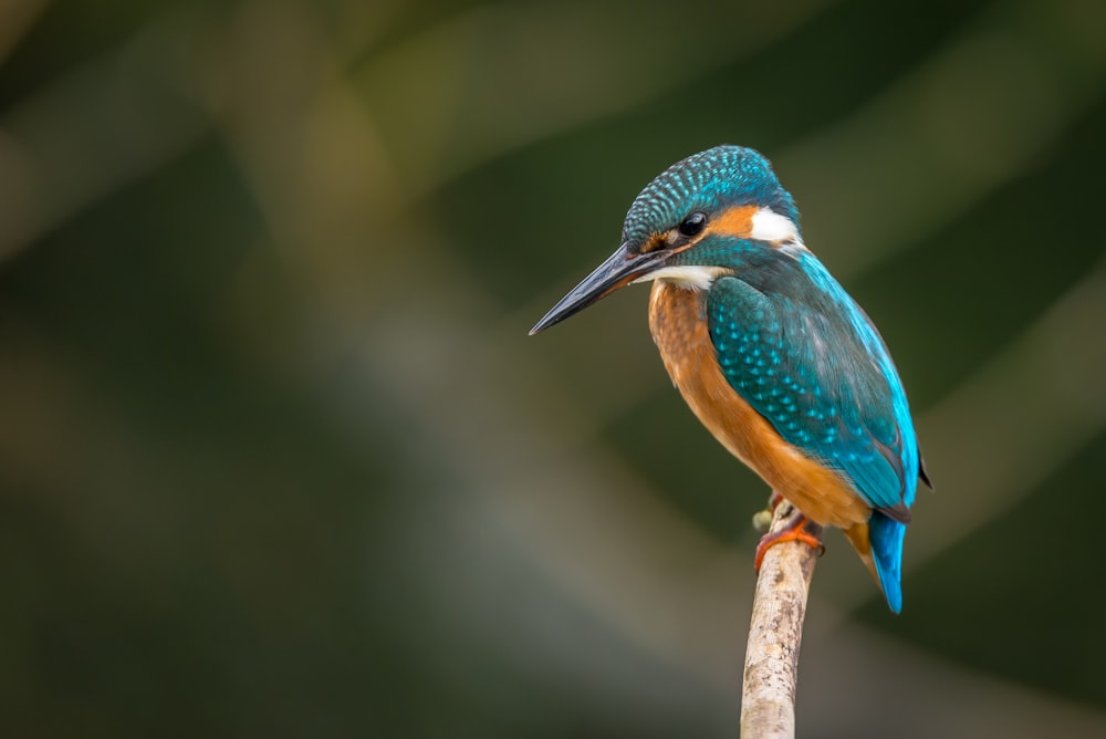 Fotografia a fuoco selettiva del martin pescatore blu