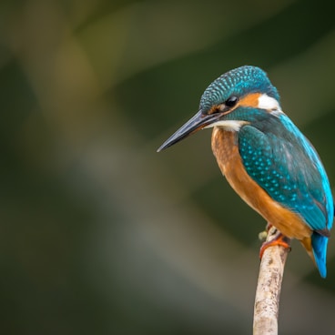 selective focus photography of blue kingfisher