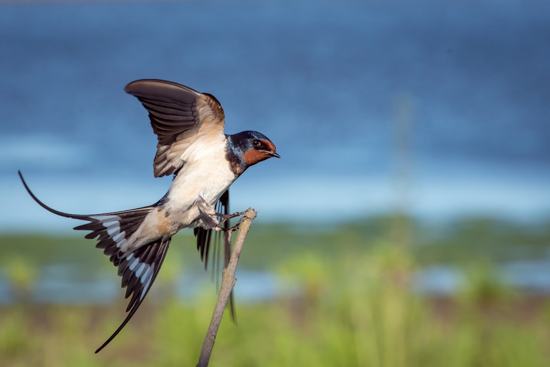 macro-photography blue, brown, and white sparrow on branch