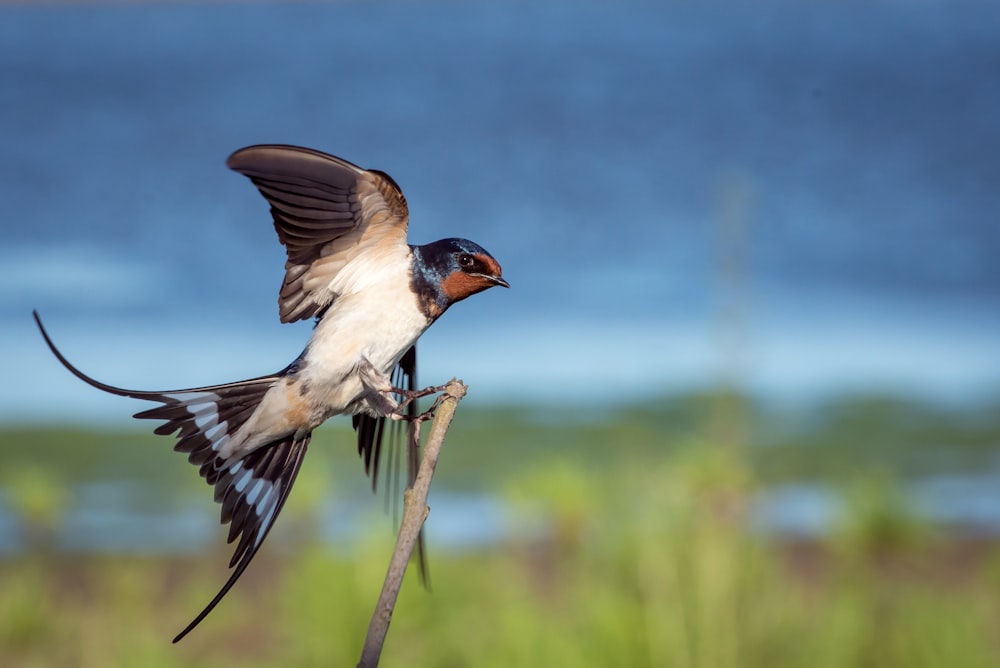 macro-photography blue, brown, and white sparrow on branch