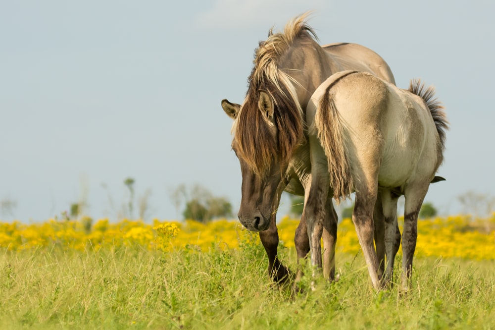 Dos caballos blancos en el campo