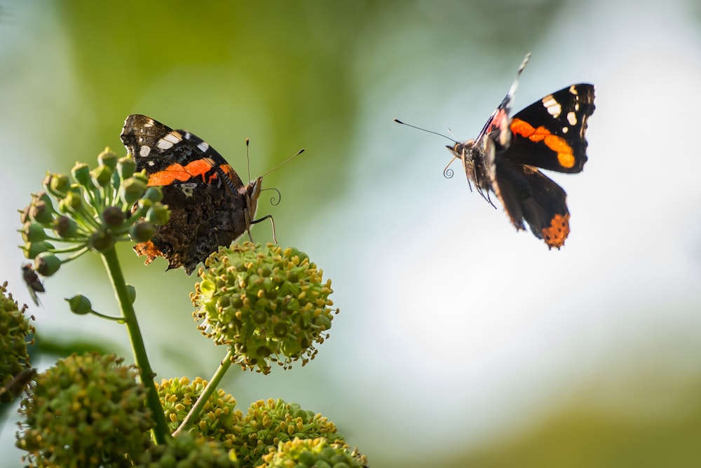 brown and black butterflies