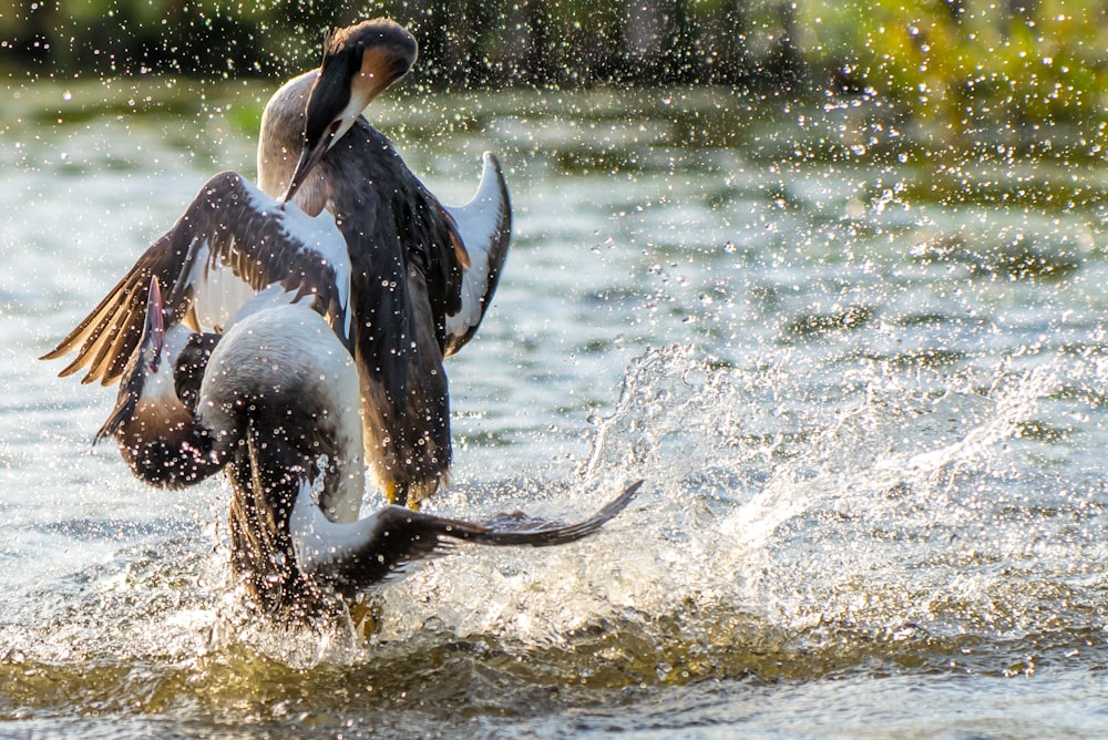 two fighting birds