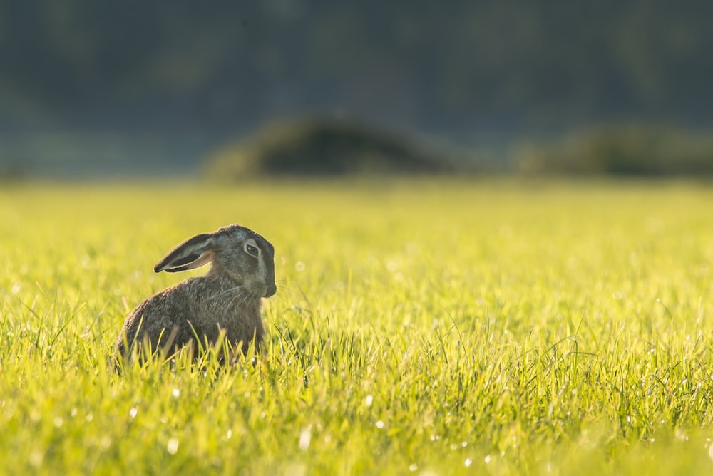 草の上の灰色のウサギ