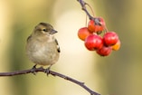 brown sparrow perched near red fruits