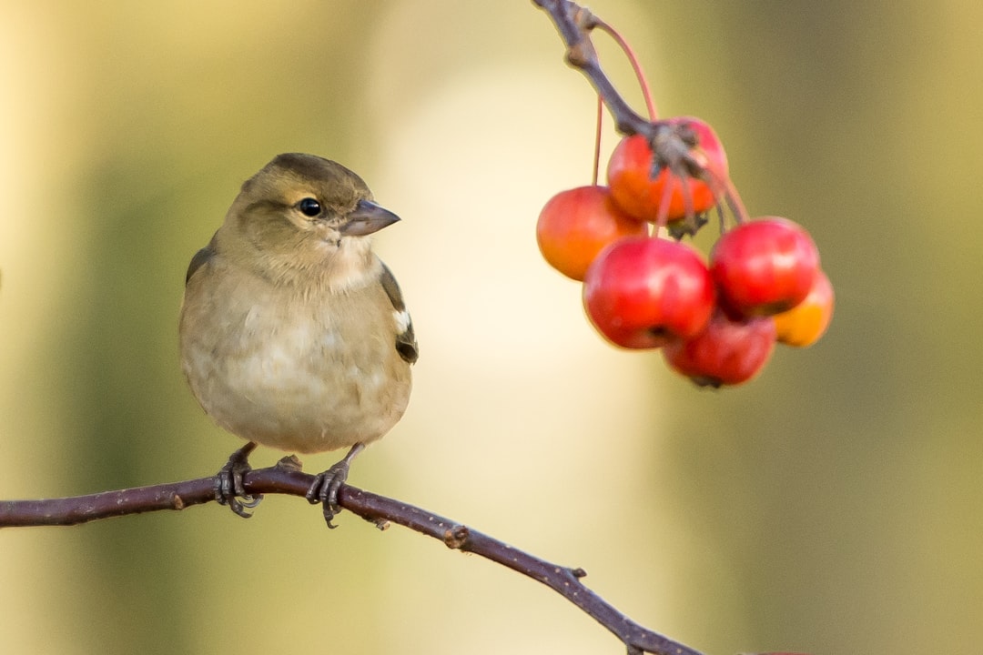 brown sparrow perched near red fruits, Bird looking at tasty berries