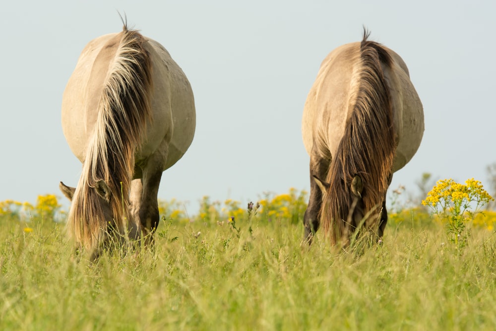 due cavalli marroni che mangiano erbe