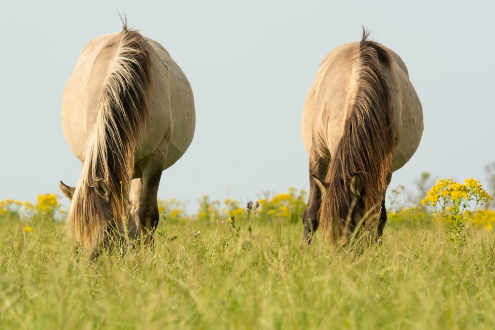 two brown horses eating grasses