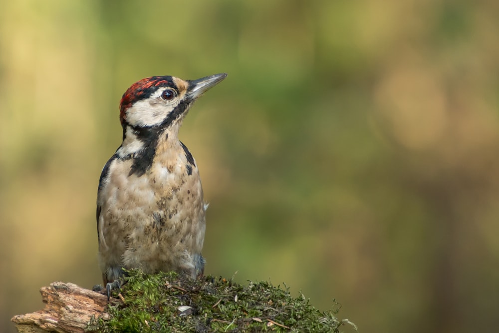 selective focus photography of bird