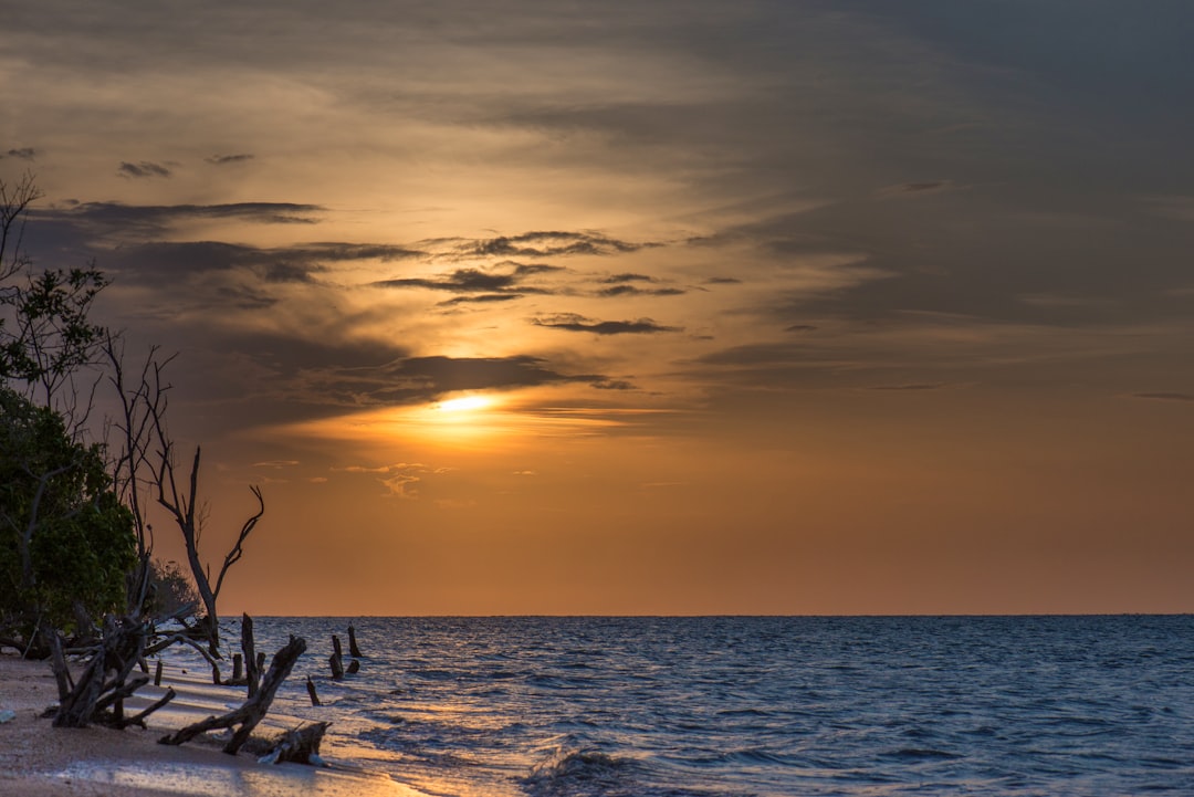 driftwood on shore