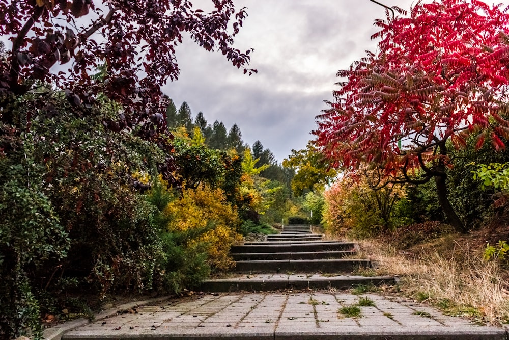 Escalera de hormigón gris en medio del bosque