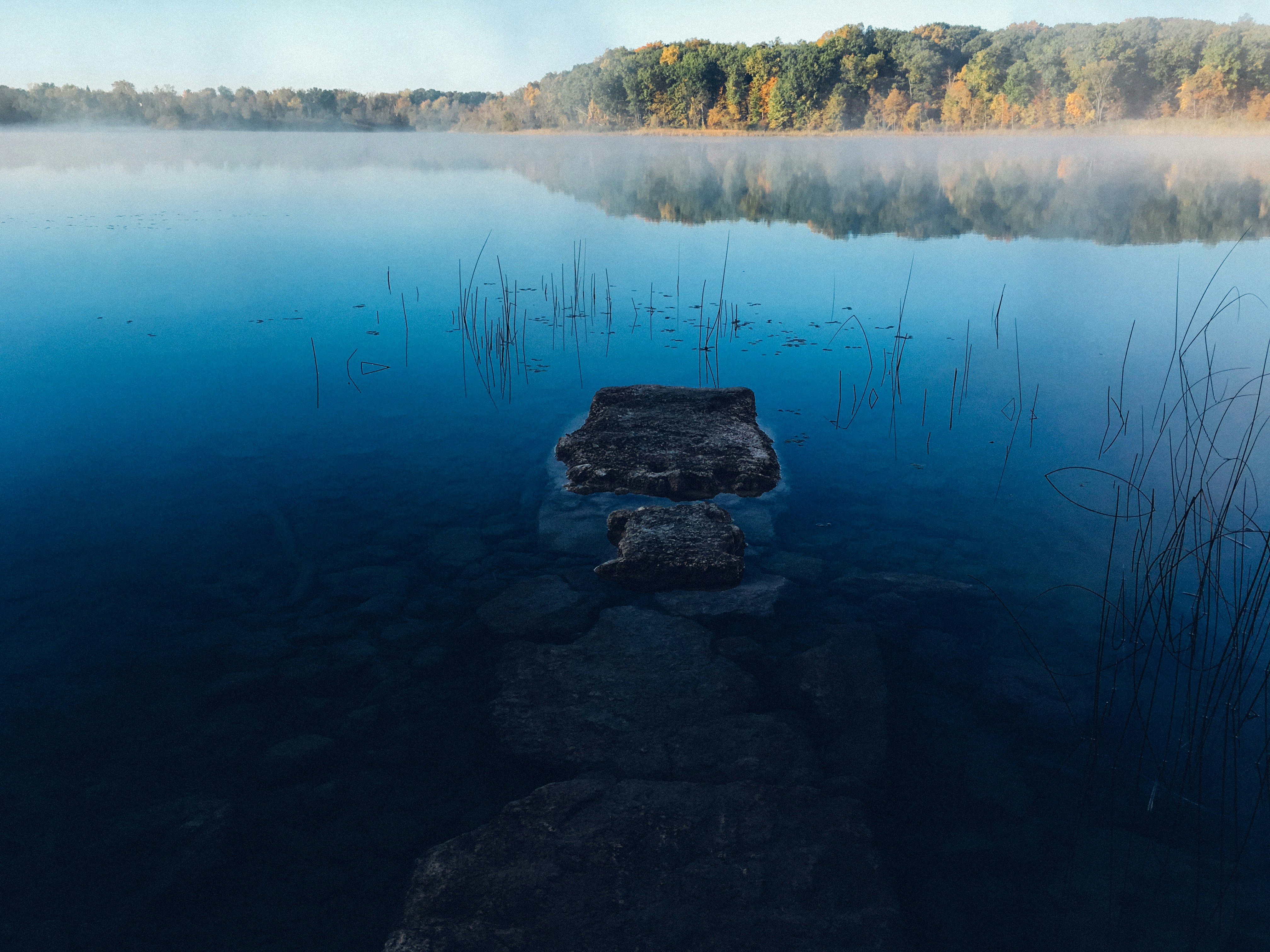 body of water near forest
