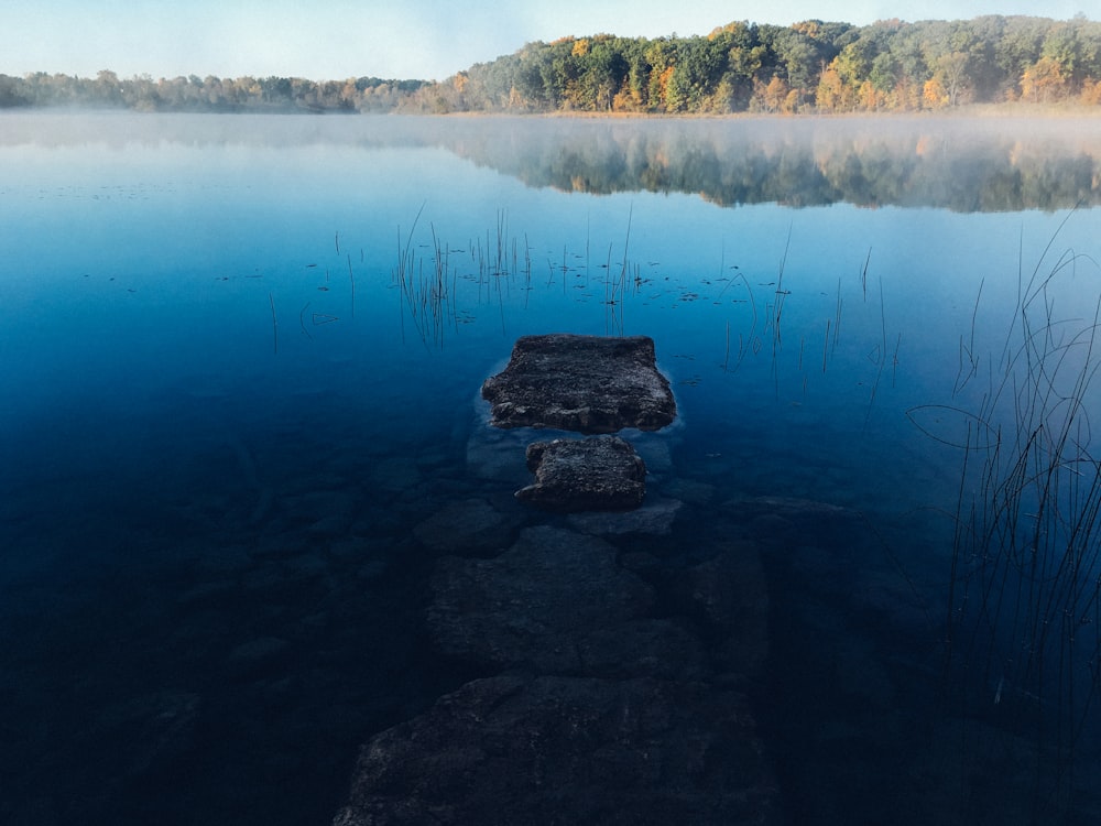 body of water near forest