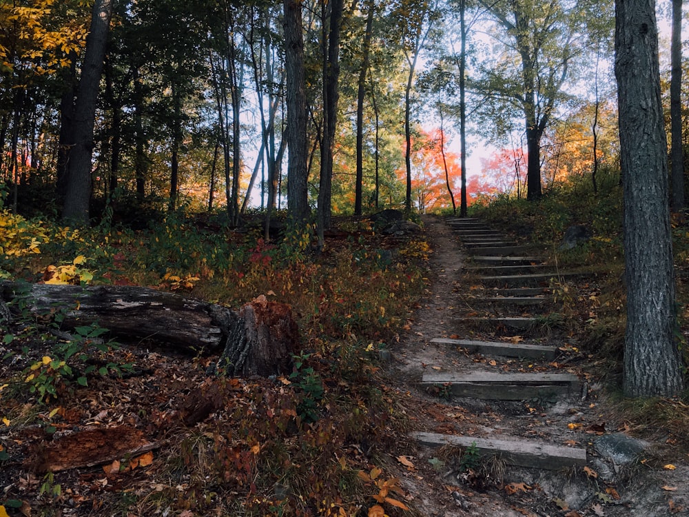 stairs near tree during daytime