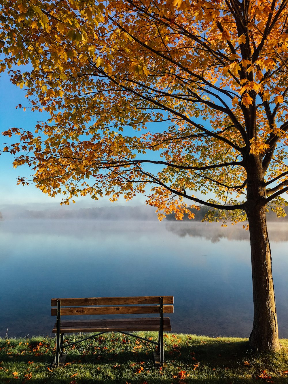 brown wooden bench beside tree