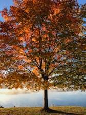 red and brown leafy tree at daytime