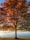 red and brown leafy tree at daytime