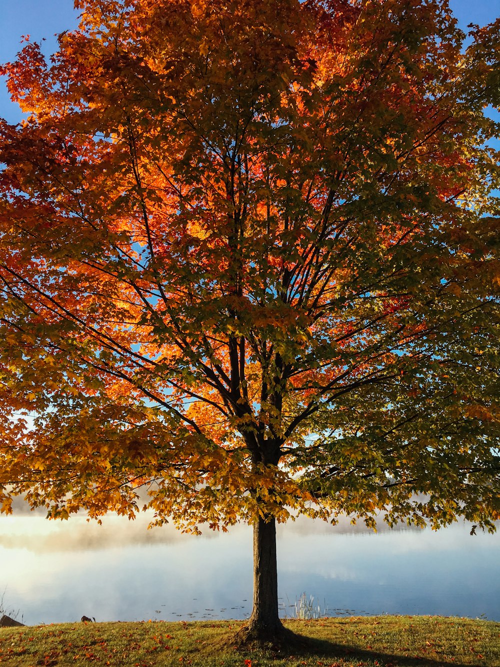 昼間の赤と茶色の葉の茂った木