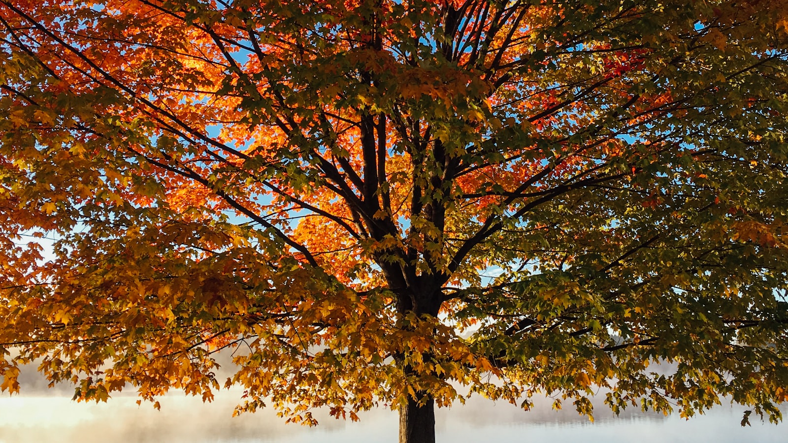 An In-Depth Look at Tree Caliper Measurements and its Significance