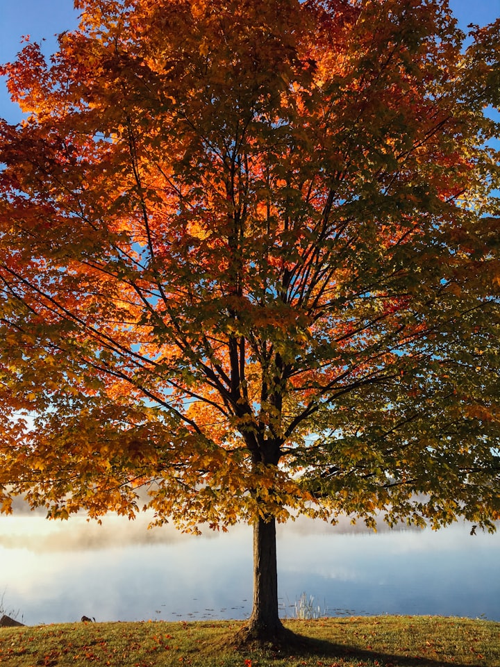 The Last Tree: A story about the last remaining tree in a barren, polluted world