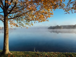 brown leaf tree facing the lake
