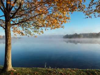 brown leaf tree facing the lake