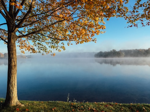 brown leaf tree facing the lake
