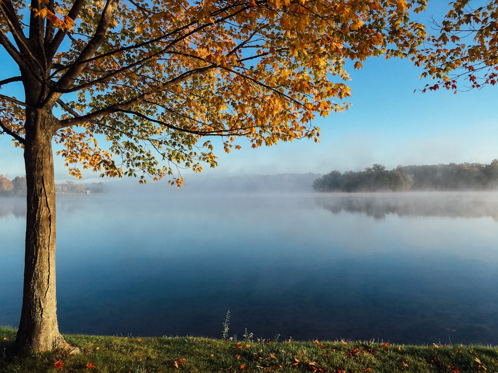 arbre à feuilles brunes face au lac