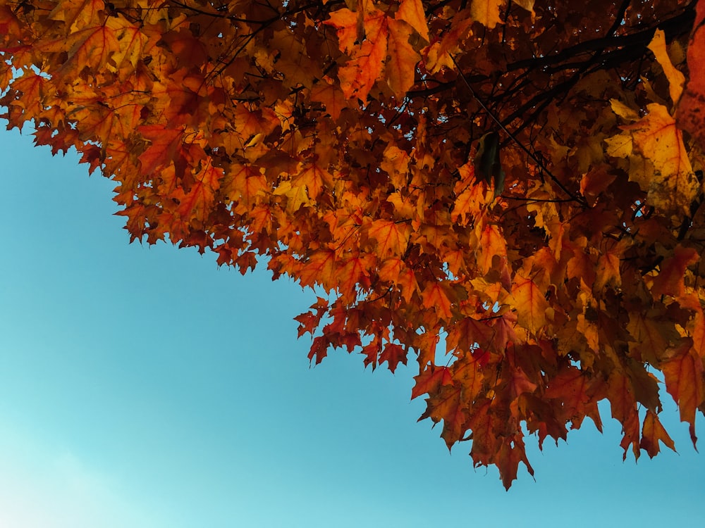 albero di foglie d'acero arancione durante il giorno