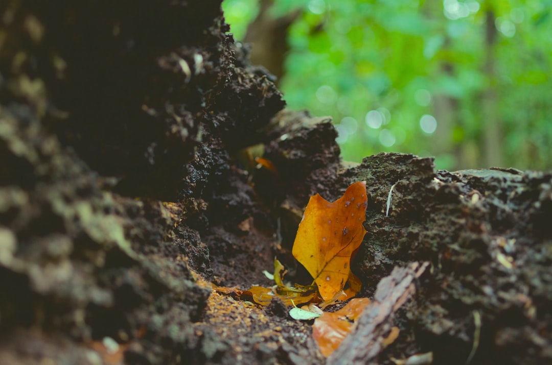 selective focus photography of fallen dry leaf