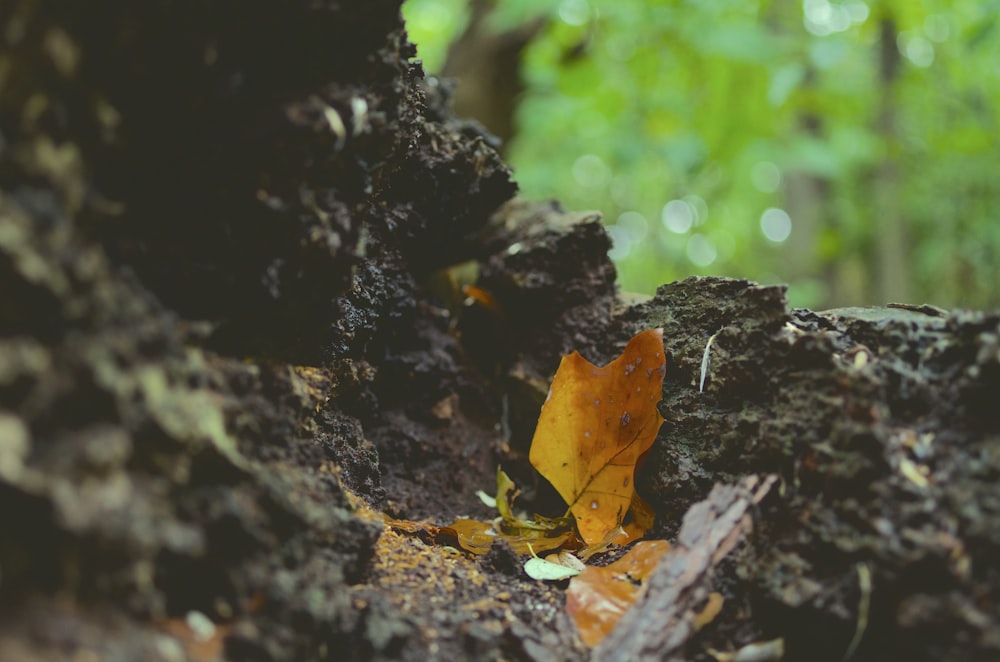 Selektive Fokusfotografie von gefallenen, trockenen Blättern