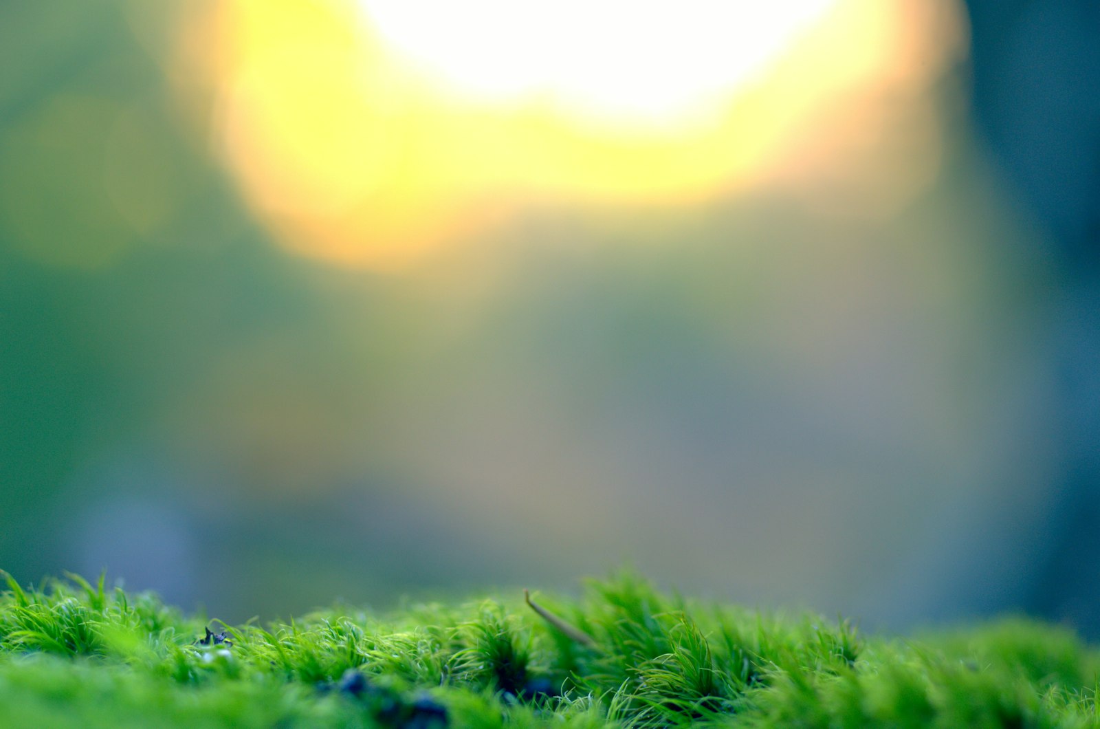 Pentax smc D-FA 50mm F2.8 Macro sample photo. Green grass field photography