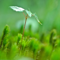 selective focus photography of green leaf