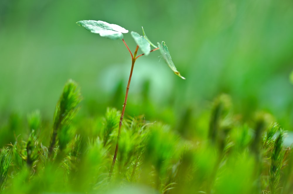 fotografia de foco seletivo de folha verde