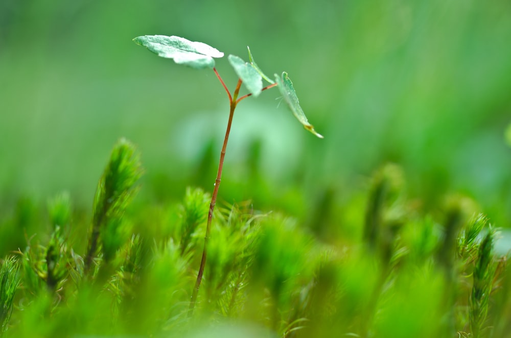 Fotografía de enfoque selectivo de hoja verde