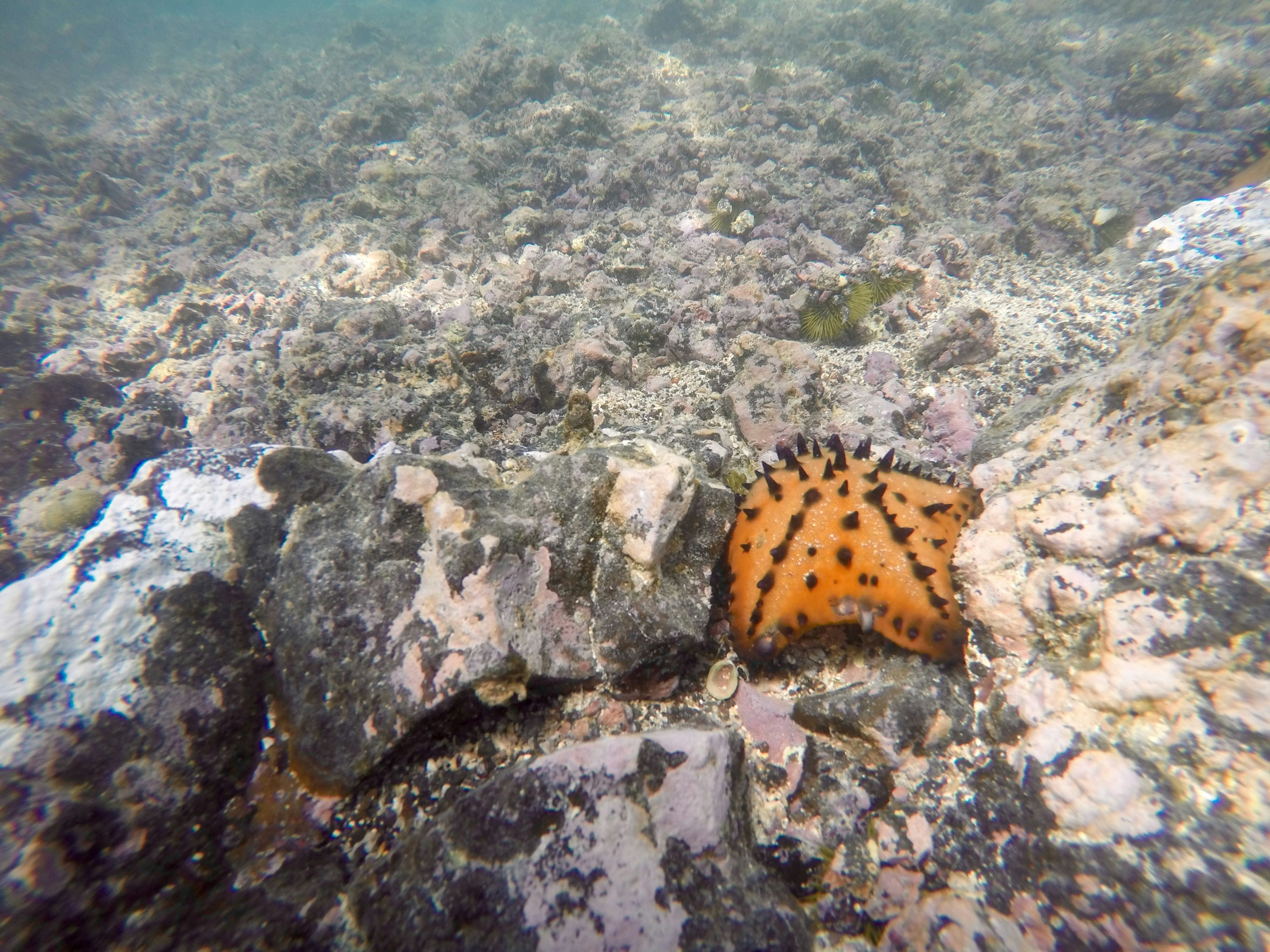 Free Unsplash photo from Anita Urgiles