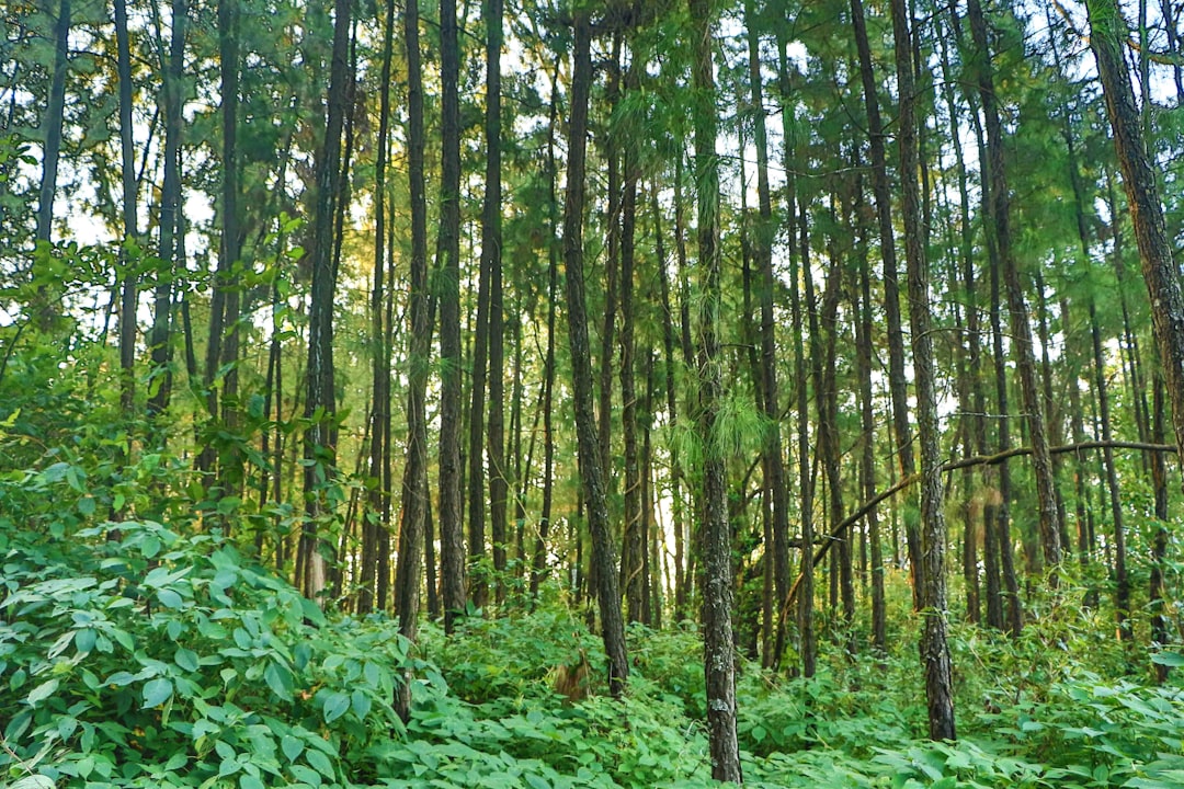 Тропические хвойные. Лиановые хвойно-широколиственные леса. Субтропические широколиственные леса. Листопадные тропические леса. Тропические листопадные леса растительность.