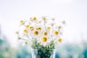 white daisy flowers