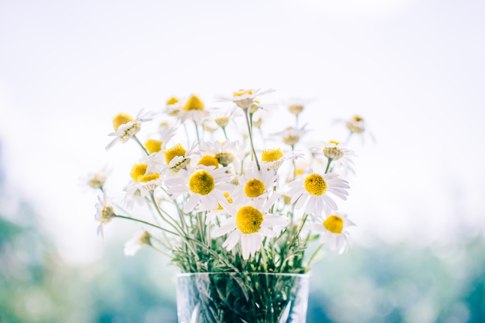 white daisy flowers