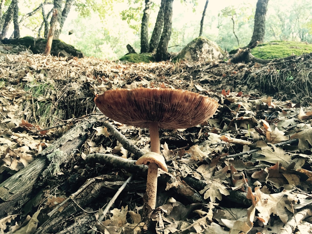 brown mushroom surrounded by dried leaves