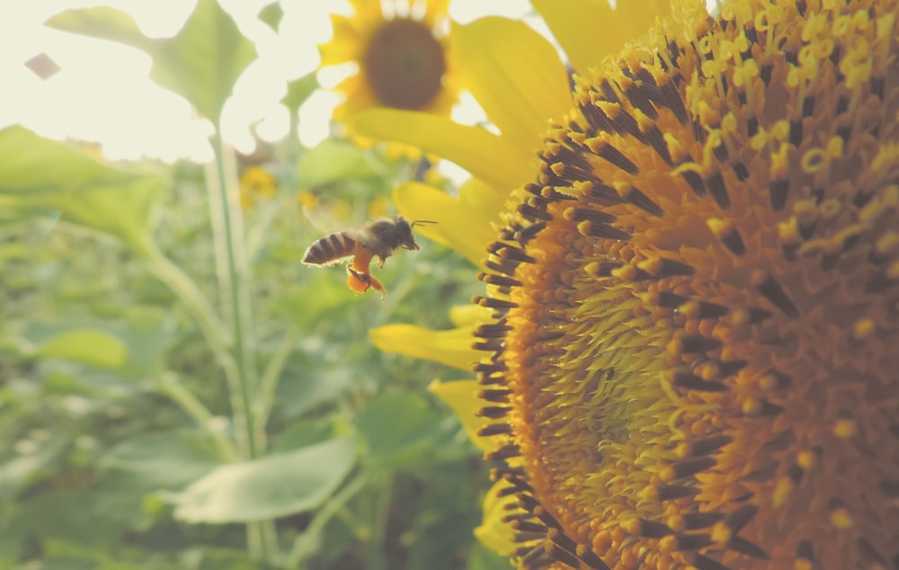 time lapse photography of flying bee near sunflower