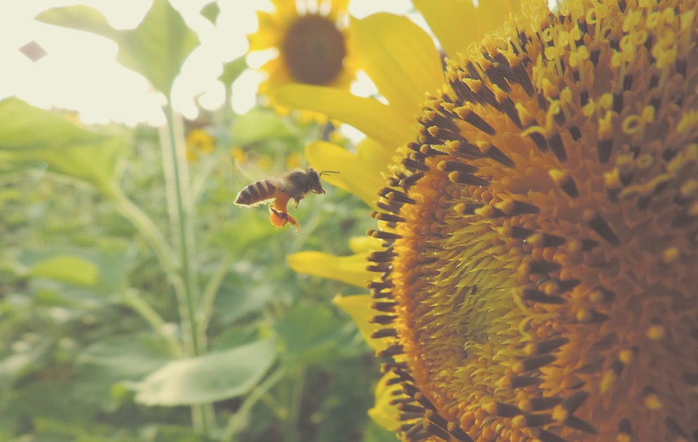 Photographie en accéléré d’abeille volante près de tournesol