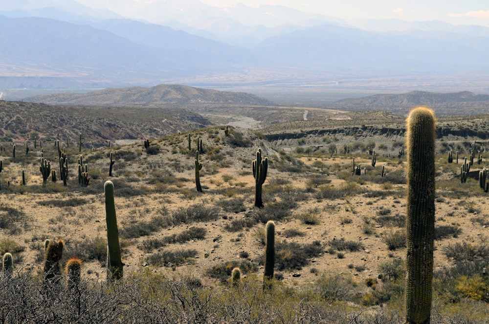 cacti and grass on hills