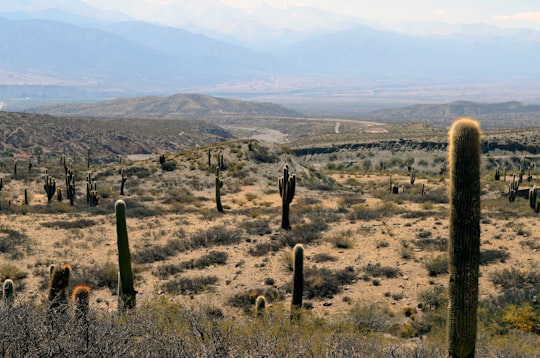 cacti and grass on hills in Salta Argentina