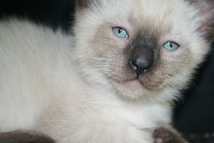 A close-up of a Siamese kitten with striking blue eyes and a light cream-colored fur. The kitten's face is prominently featured, with a dark nose and slightly darker ears than the rest of its body.