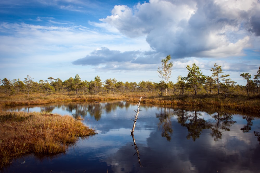 Specchio d'acqua vicino agli alberi sotto il cielo